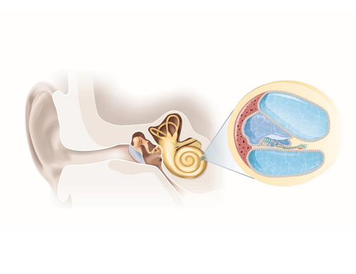 CTIBIOTECH™ Partners with SATT AxLR and CILCARE to Develop Inner Ear Organoids for Hearing Disorder Screening