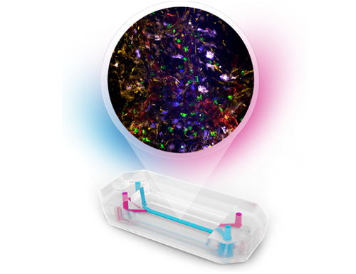 Emulate, in Partnership with FUJIFILM Cellular Dynamics, Launches Brain-Chip R1 to Advance Neurological Drug Development