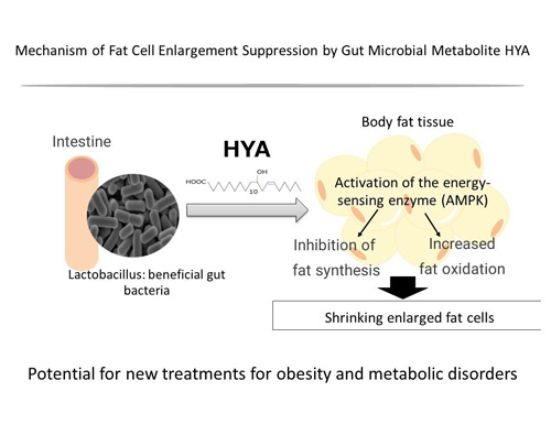 Research from Noster finds that a gut bacteria-derived molecule can shrink fat cells and improve metabolism