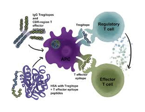 Treg Epitopes (Tregitopes) in Antibody Maturation