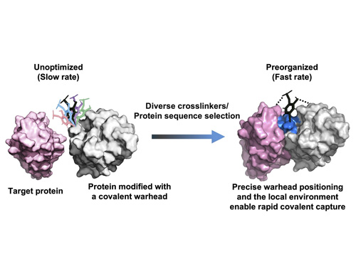 Fast-Acting Covalent Protein Drugs Developed from a New High-Throughput Platform