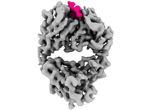 &Aring; cryo-EM structure