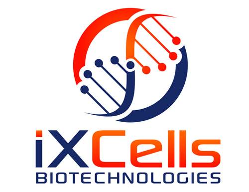 The iPSCore™ platform, developed by iXCells Biotechnologies, enables the generation of highly characterized iPSC-derived human cell models